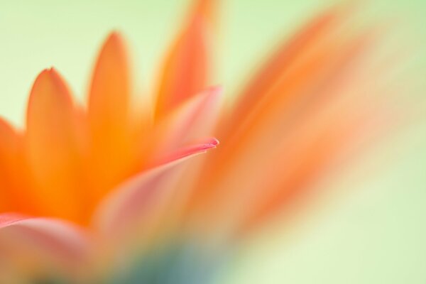 Pink orange flowers of an unknown plant