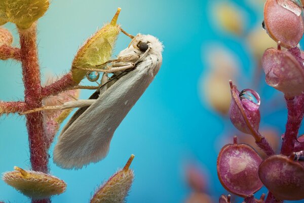 Бабочка белая весна