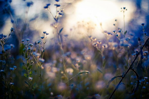 Fleurs des champs. Prise de vue macro