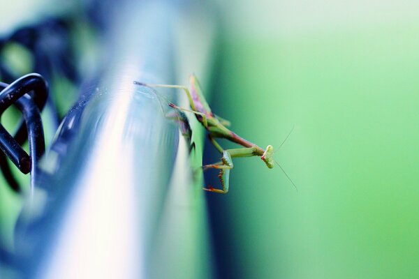 Insecte mante assis sur un tuyau en métal