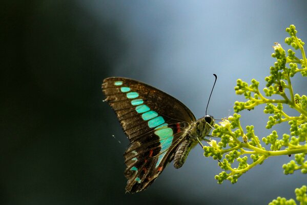 Mariposa con alas negras y azules en el capullo