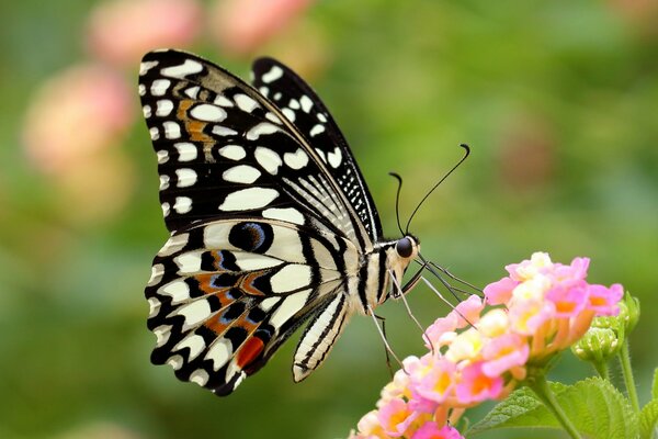 Hermosa mariposa sentada en una flor