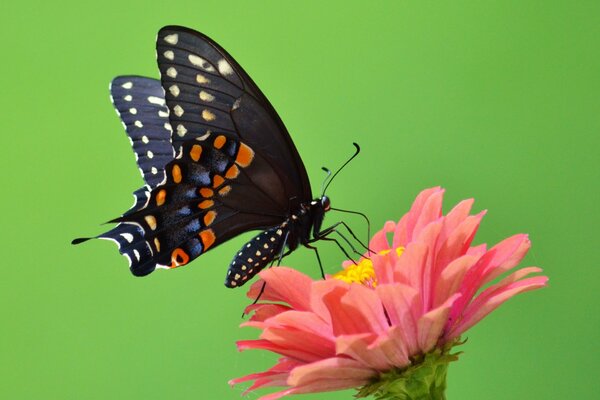 Mariposa negra en flor rosa