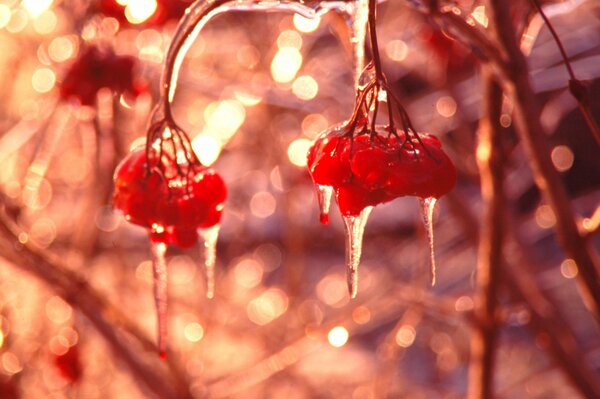 Eis mit Eiszapfen auf roter Eberesche