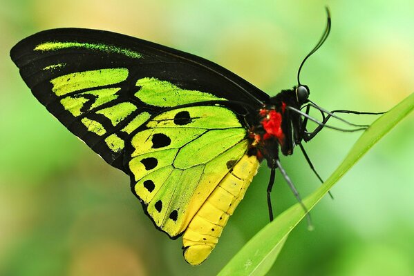 A bright light green butterfly with black spots on the stem