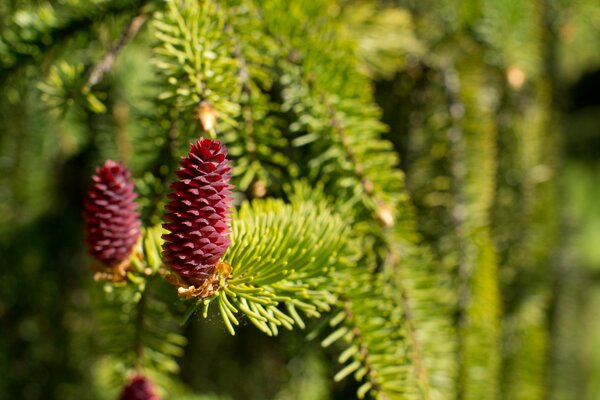 Cones on a fir tree macro shot