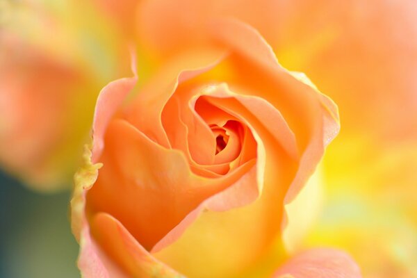 Rosa delicata. Fiore. Petali di rosa