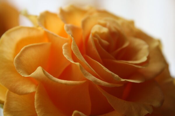 Macro image of yellow rose petals