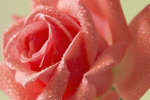 Hermosa rosa en gotas de rocío