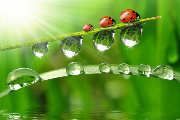 Coccinelles sur un brin d herbe près de l eau