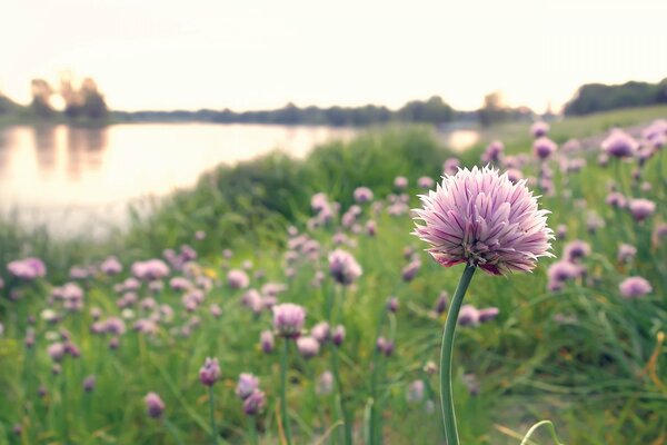 Polana z różowymi kwiatami nad jeziorem