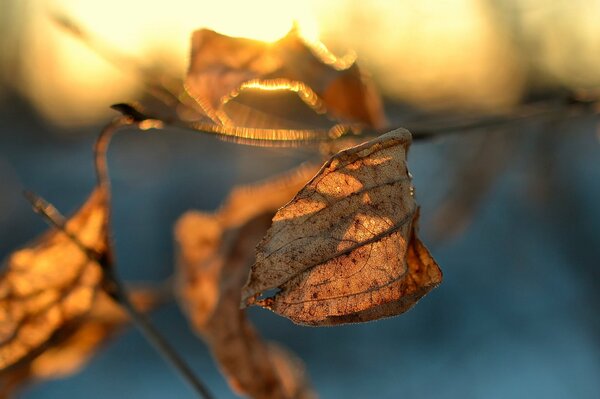 Feuille sèche vole dans le vent