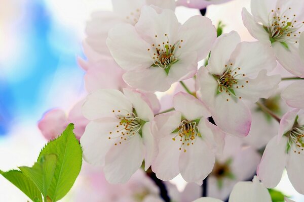 Flores de cerezo la mejor ilustración de la floración de primavera