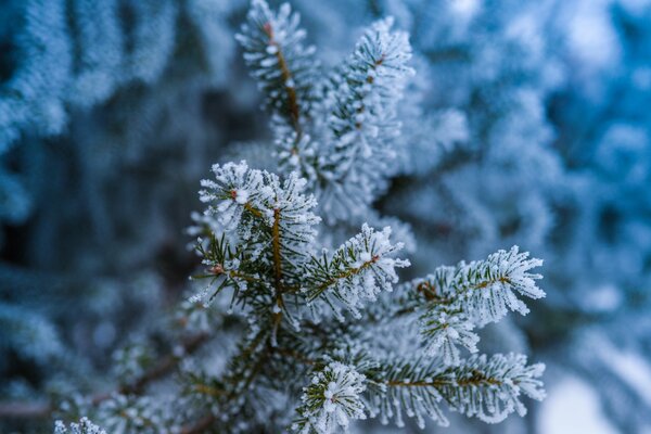 The wind ate in the snow