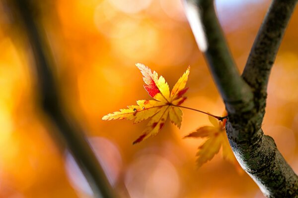 Yellow leaf on a tree in autumn