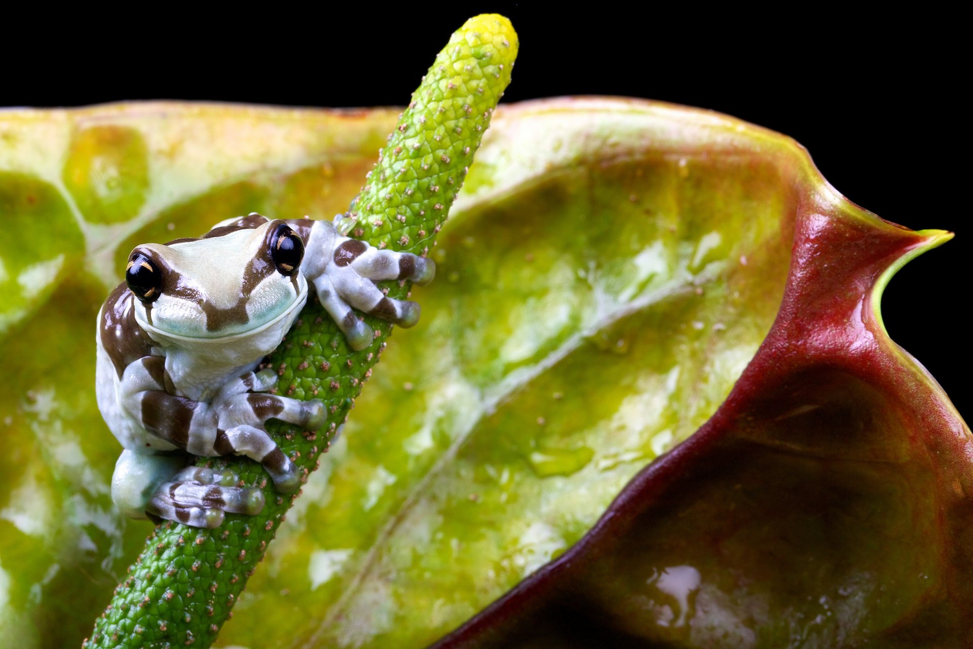 frosch blume natur klein