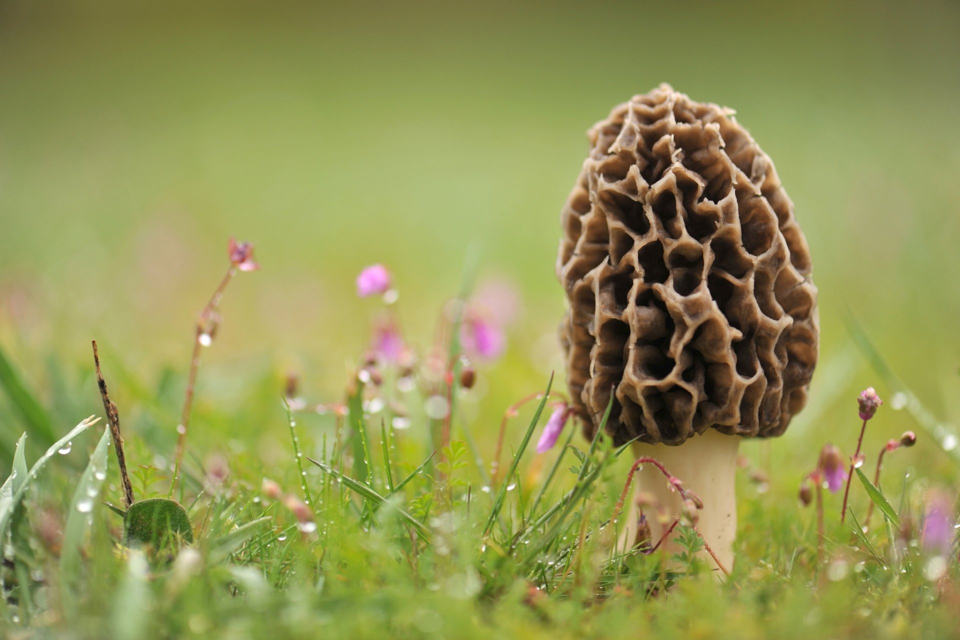 champignon morille herbe rosée