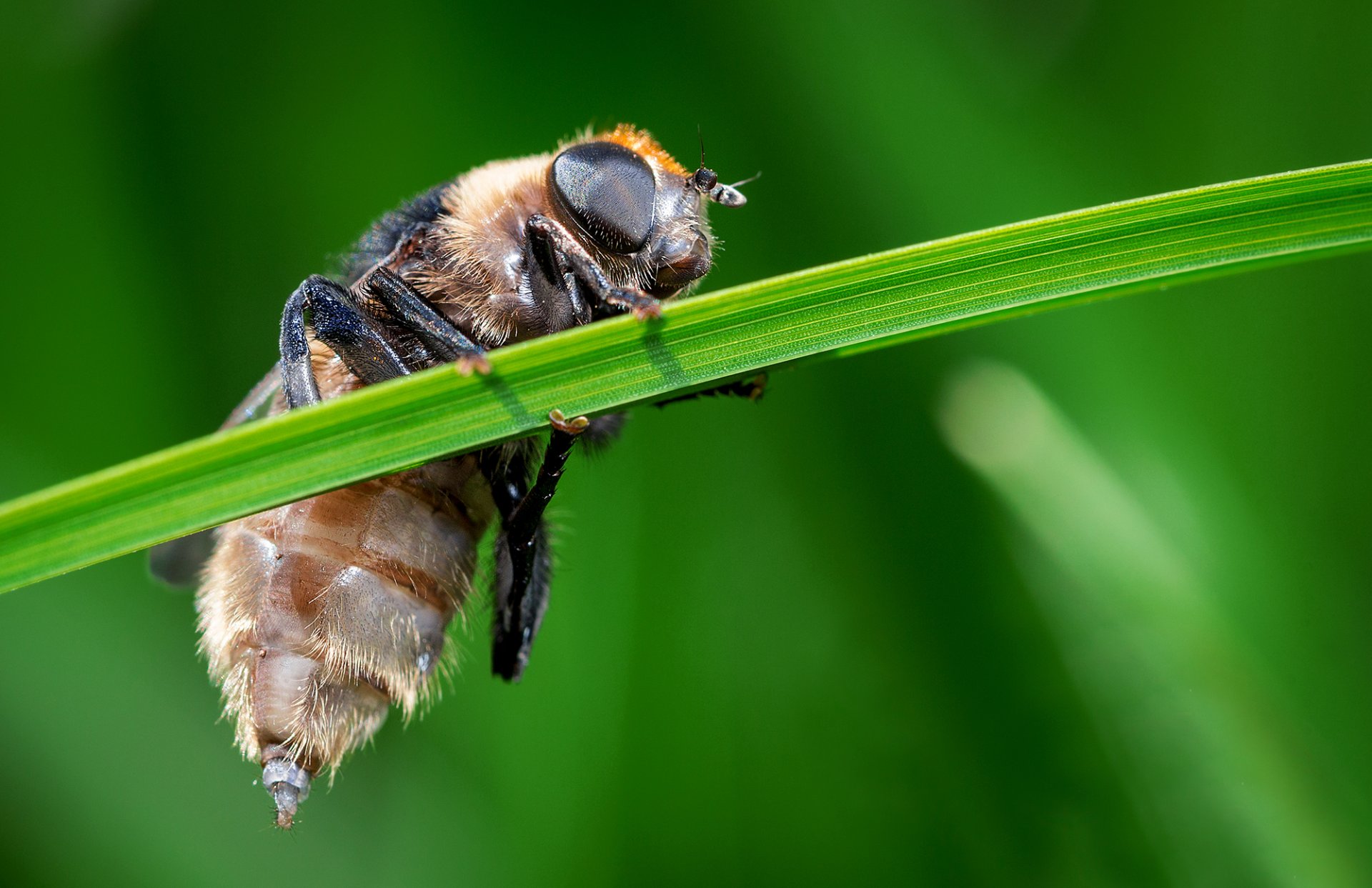 insecte herbe verdure