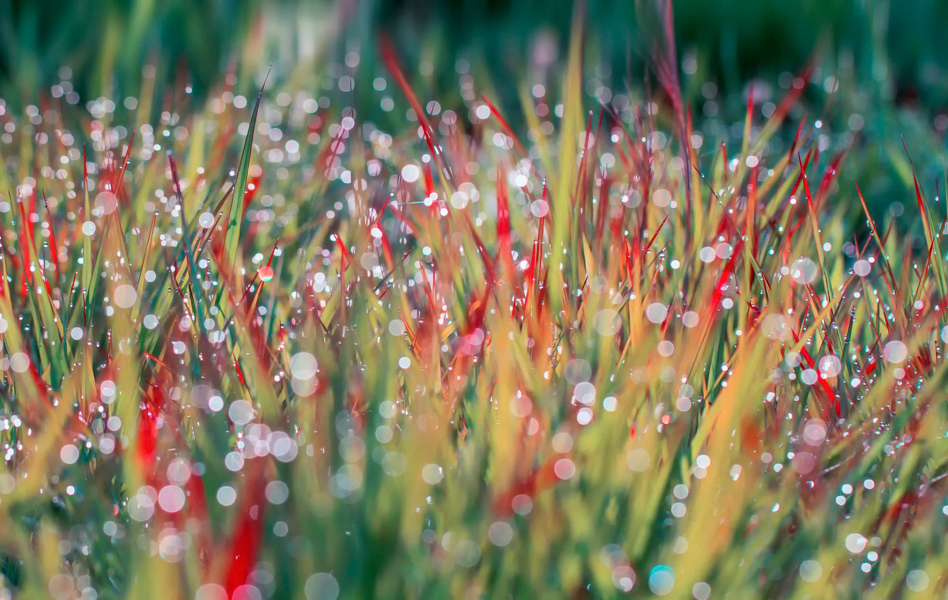 makro morgen gras tau tropfen blendung