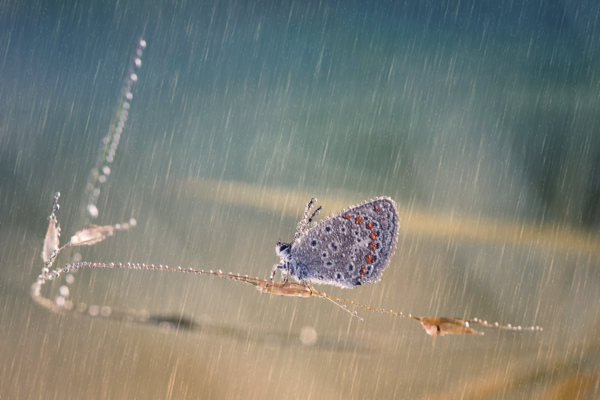 brin d herbe papillon gouttes pluie éblouissement