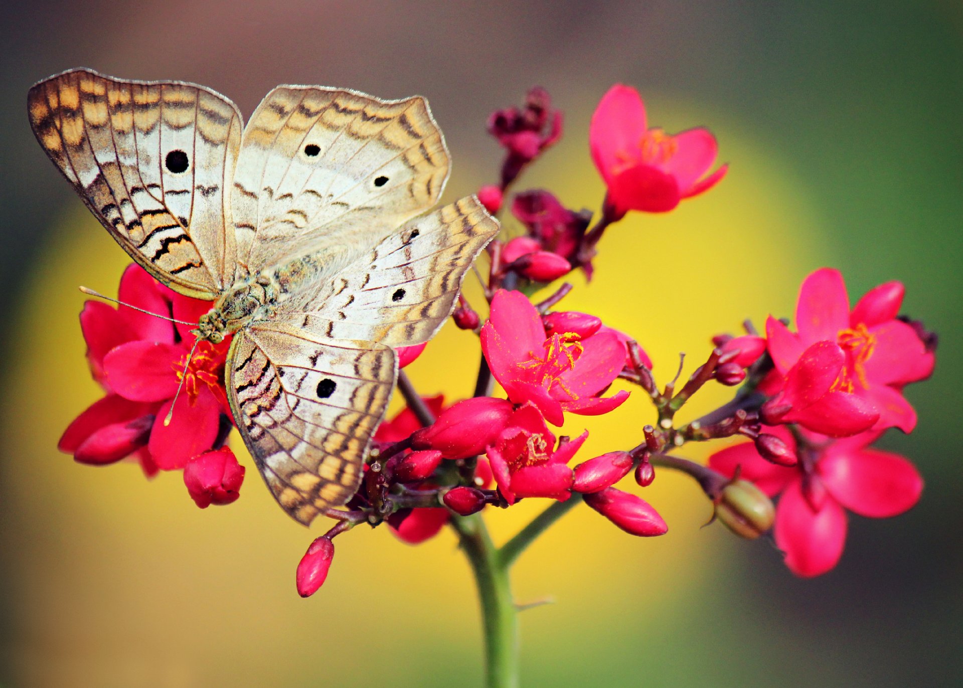 flower red pink butterfly