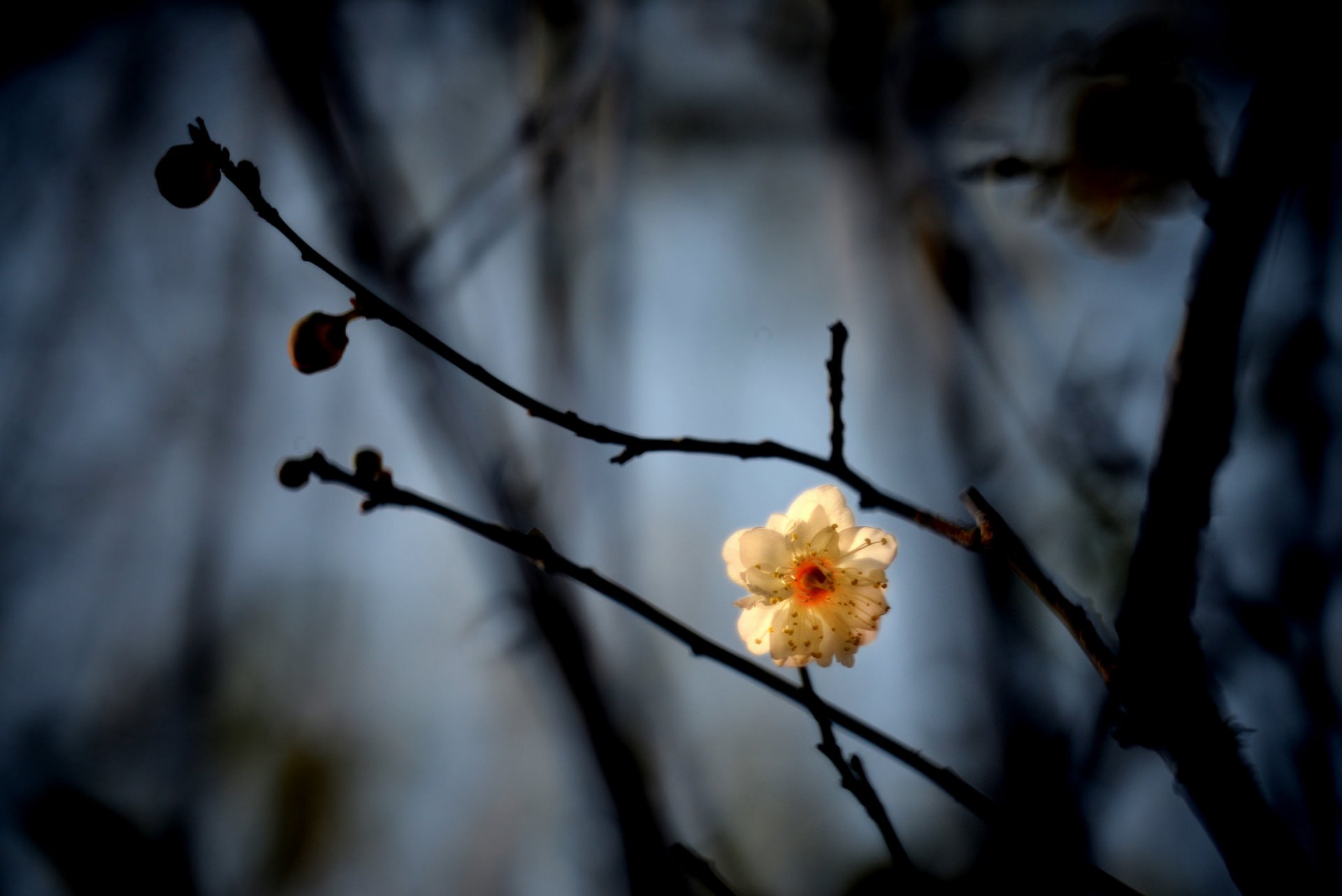 branches kidney flower white drain