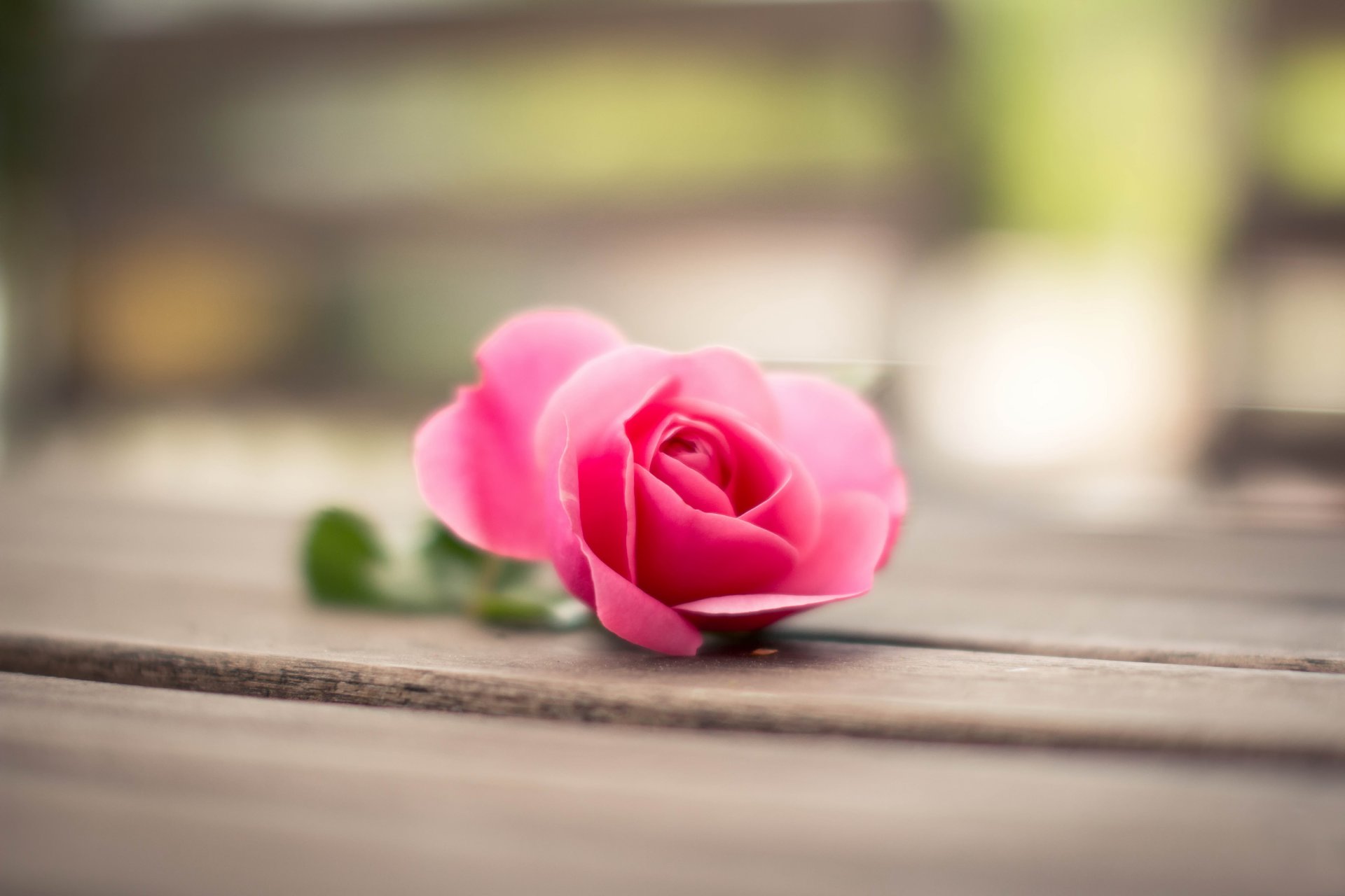 rose pink flower petals close up bokeh