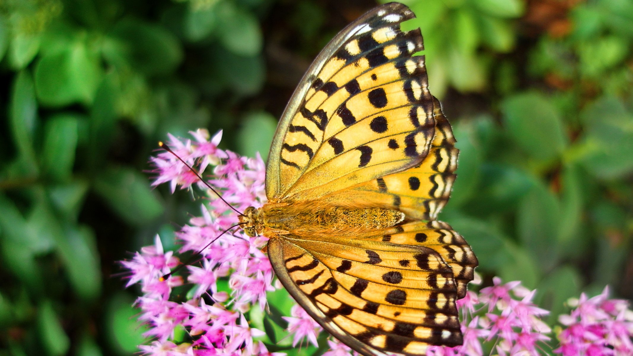 ummer flowers flower pink butterfly yellow yellow blur wallpaper