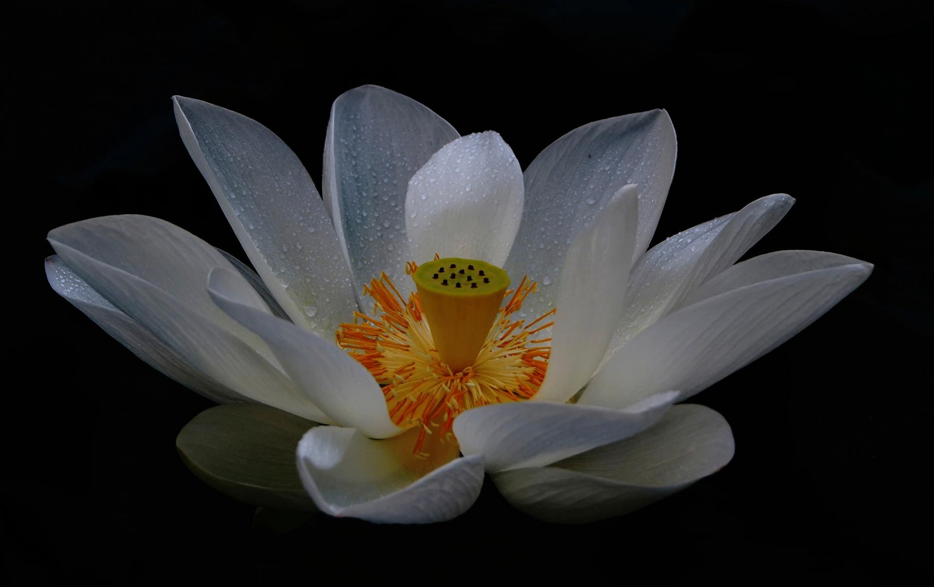 loto blanco pétalos flor