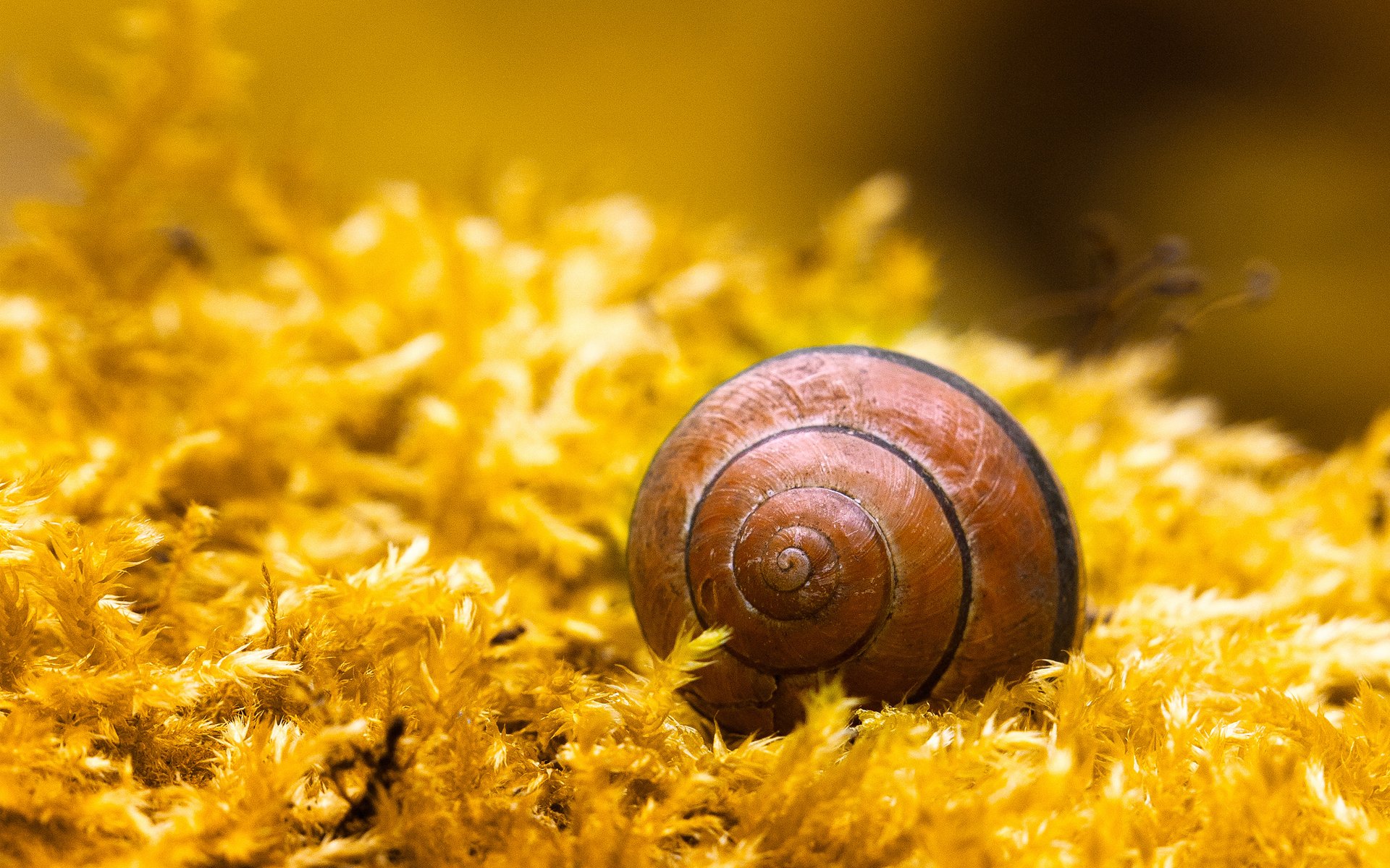 close up snail sink shell spiral plant yellow mo