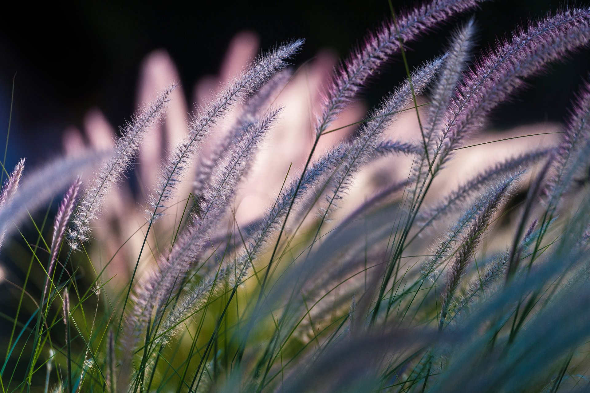 ymphony by nature grass bokeh