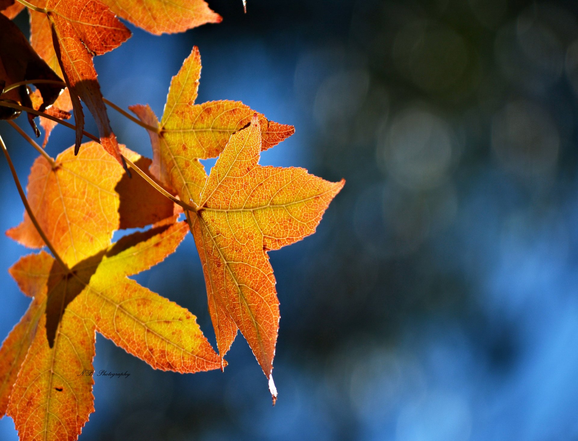 feuilles automne jaune érable éblouissement fond bleu