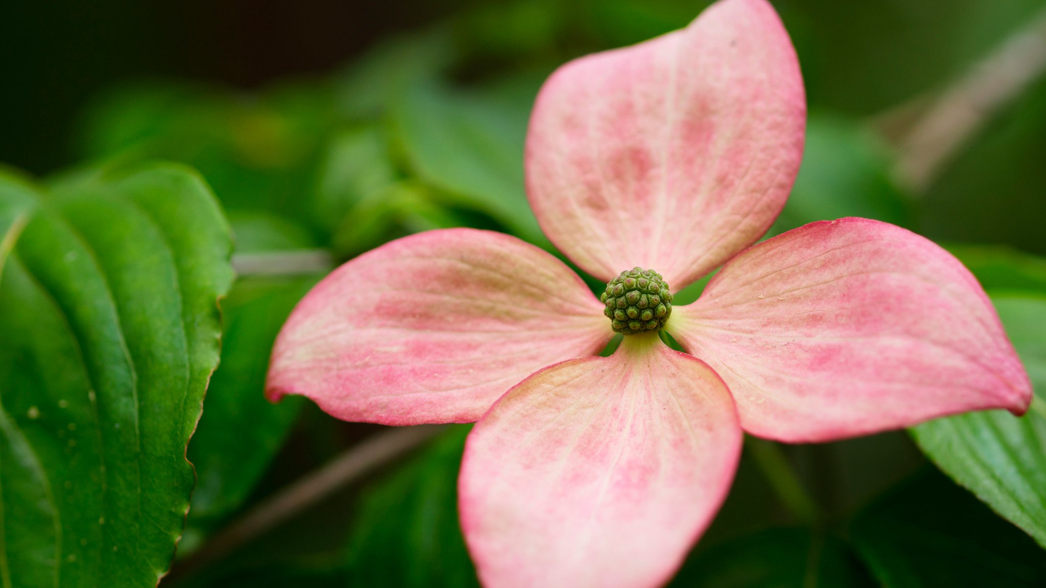 fleur pétales bokeh