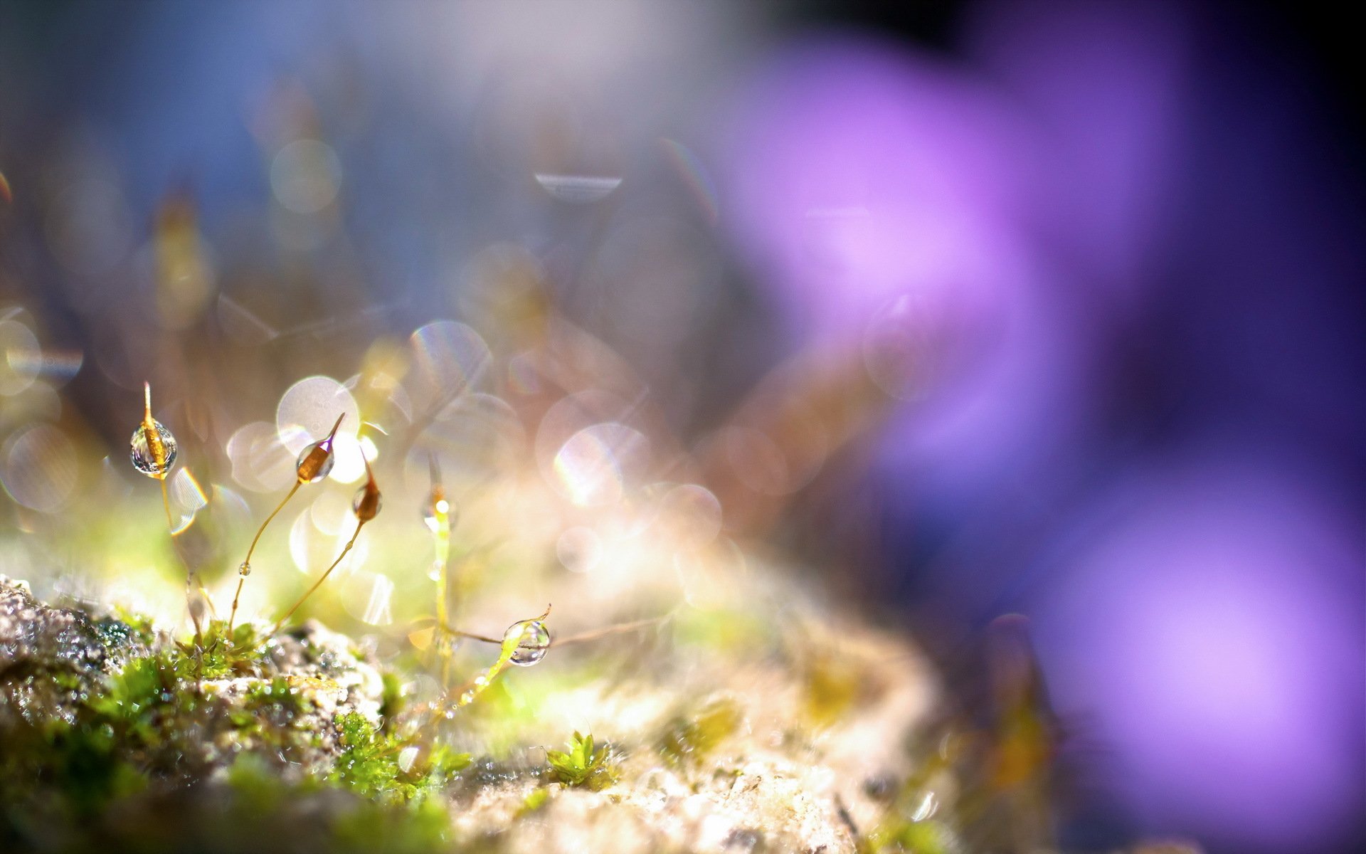 grass drops close up