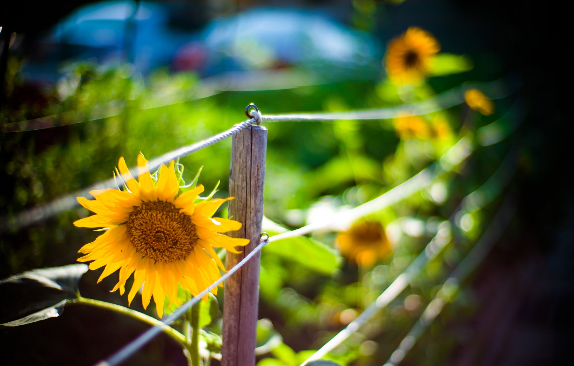 sonnenblume blume gelb zaun zaun natur makro