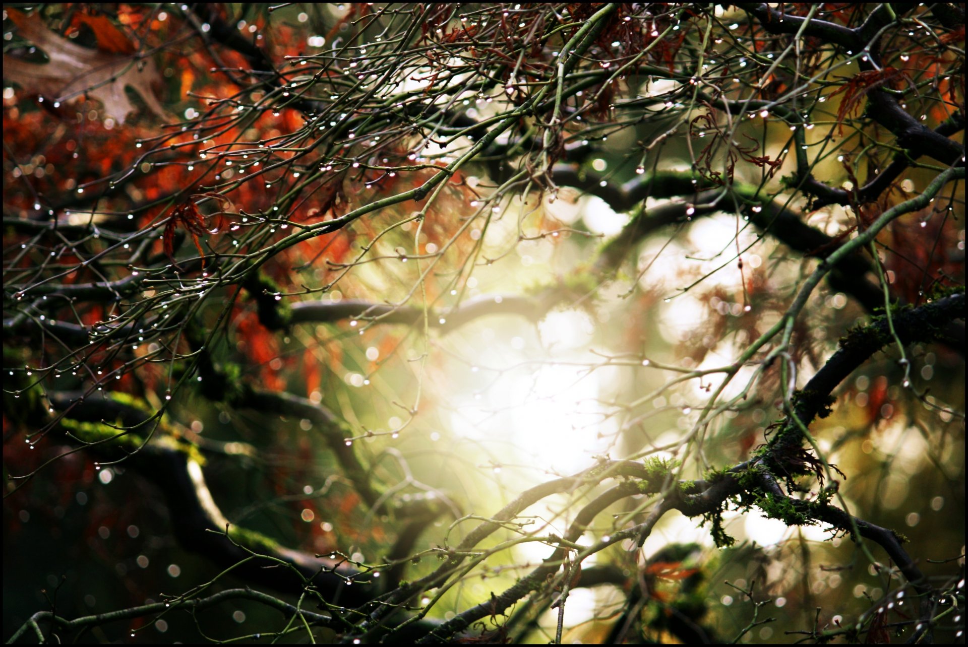 macro feuilles feuilles foliole vert rosée eau gouttes arbre automne pluie nature