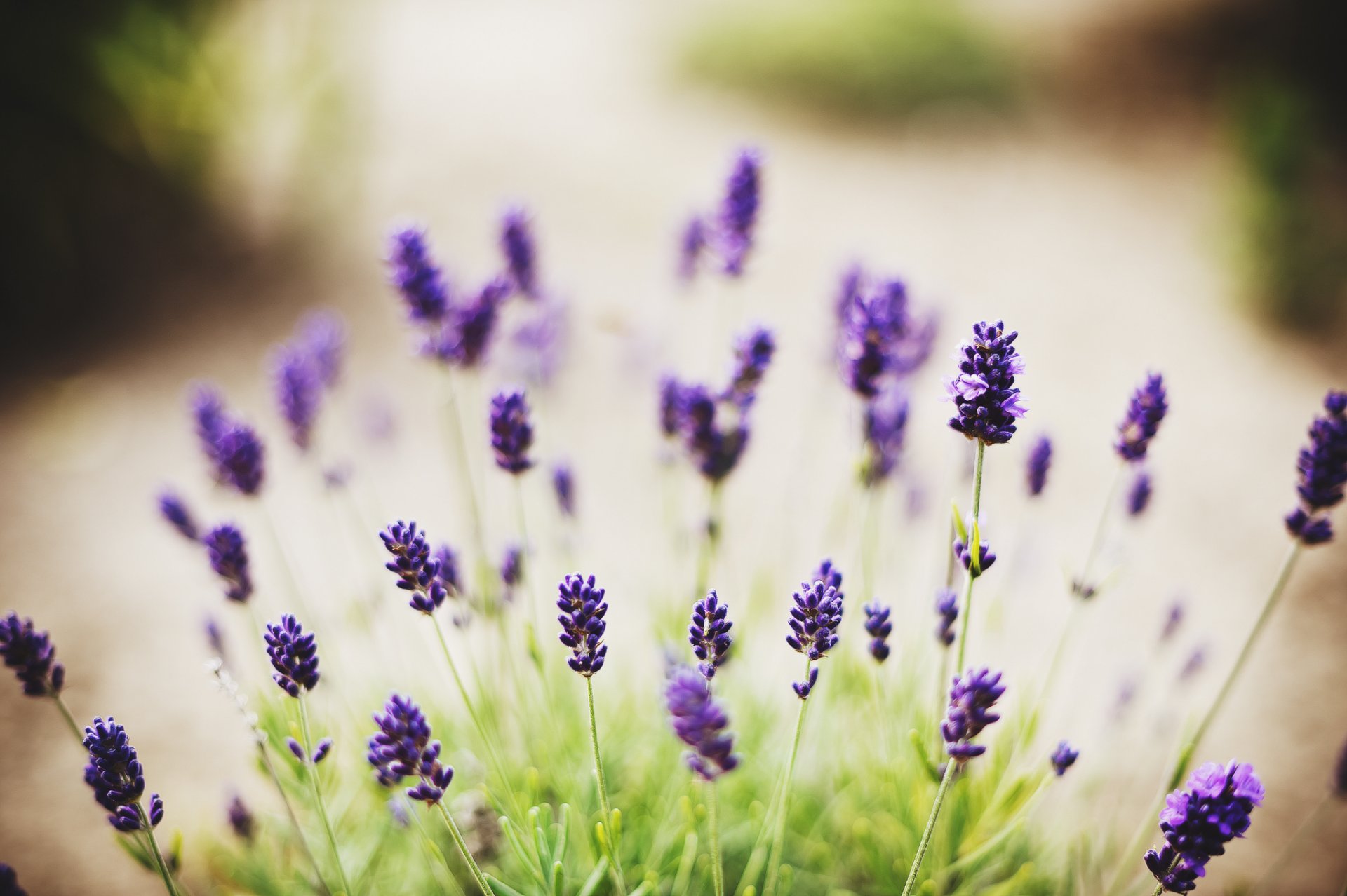 fleurs gros plan lilas verdure