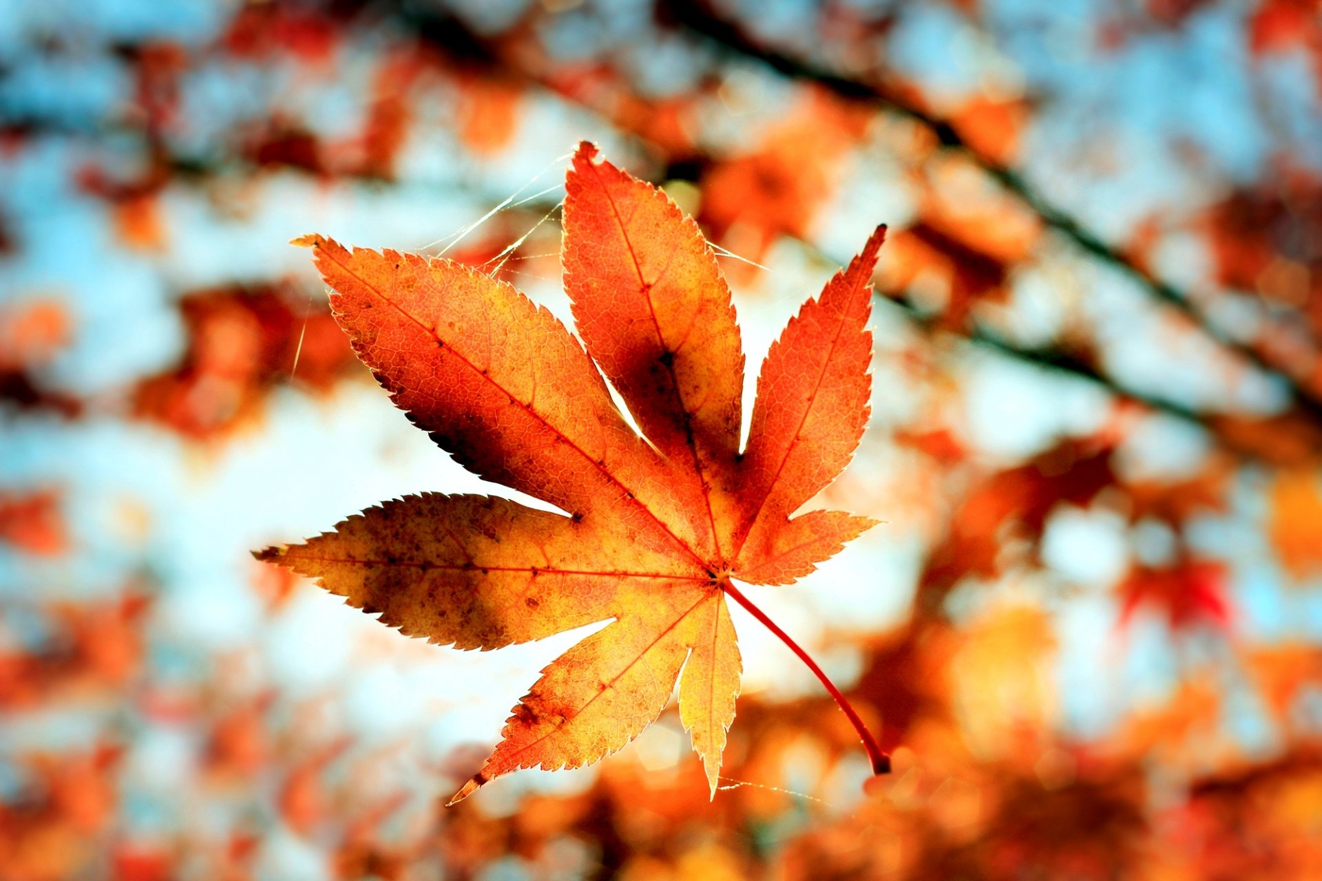 feuille orange toile d araignée bokeh flou automne macro nature