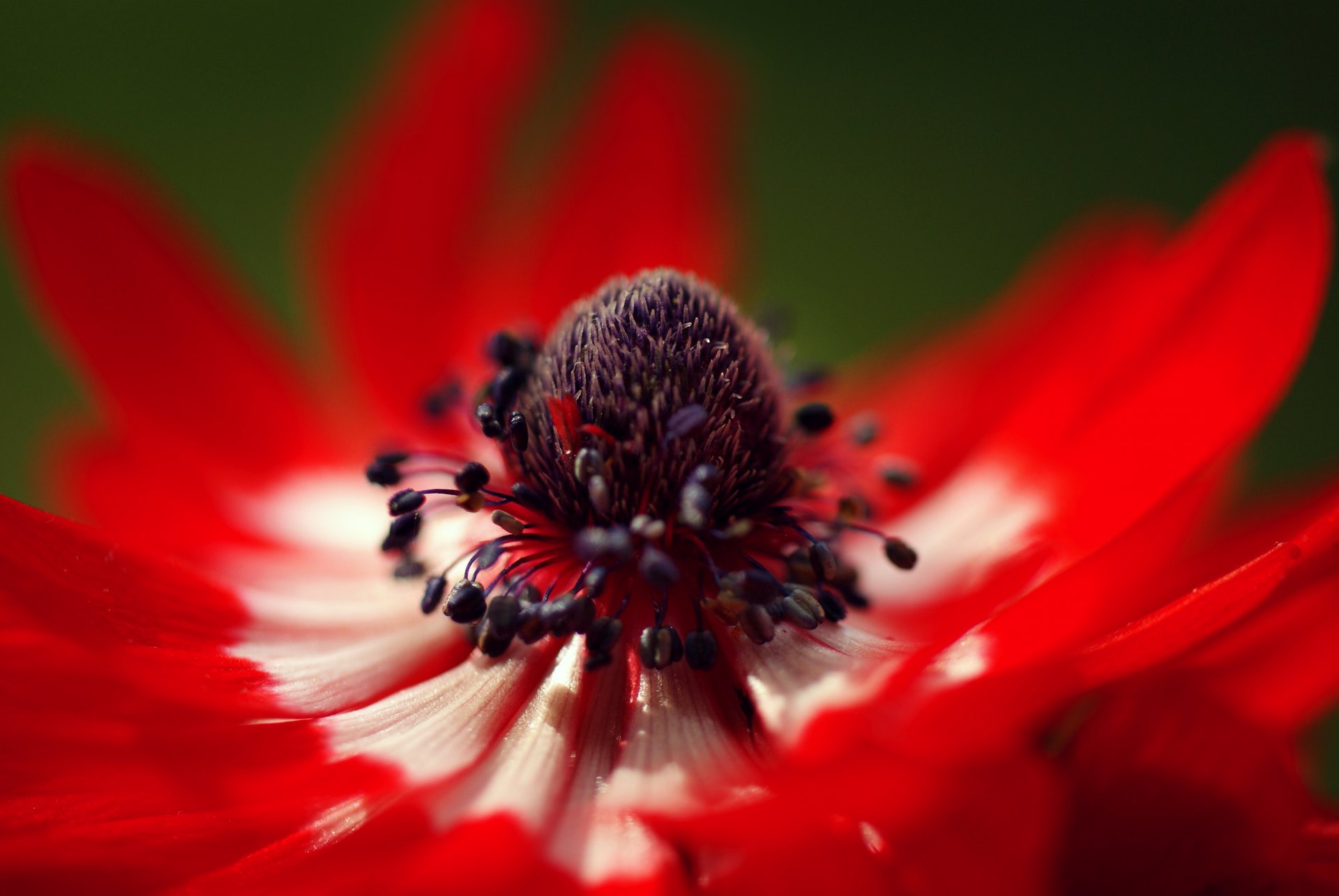 rojo anémona flor macro pétalos