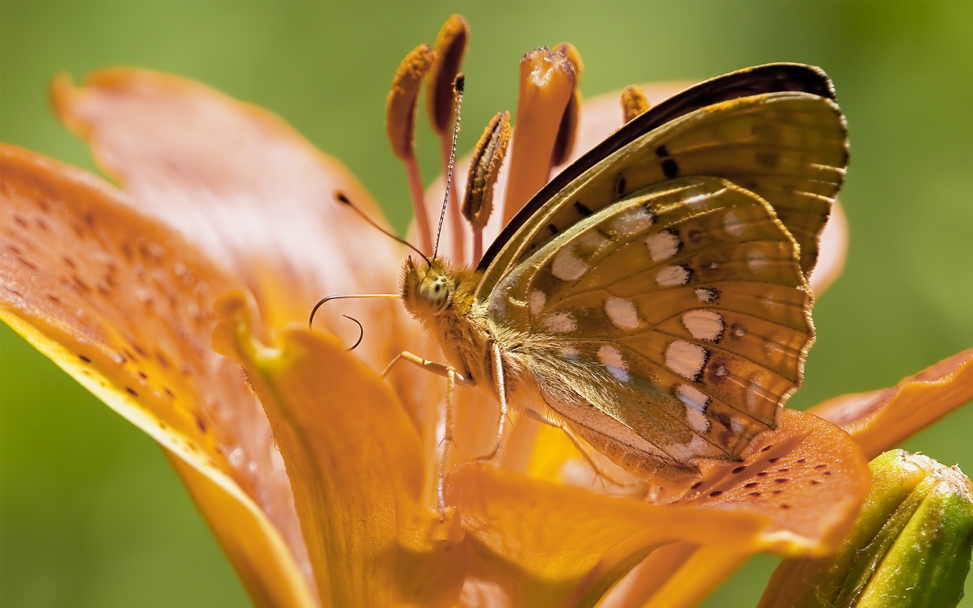 blume lilie orange schmetterling ranken