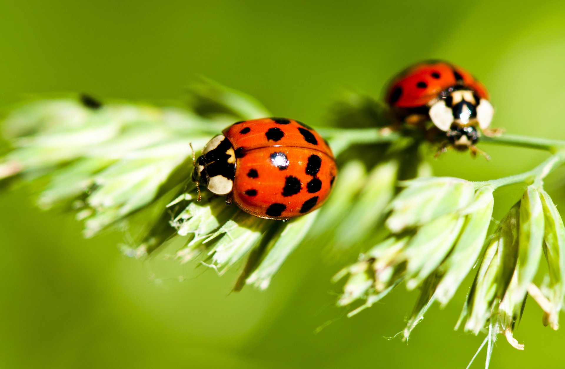 coccinelle piante insetti