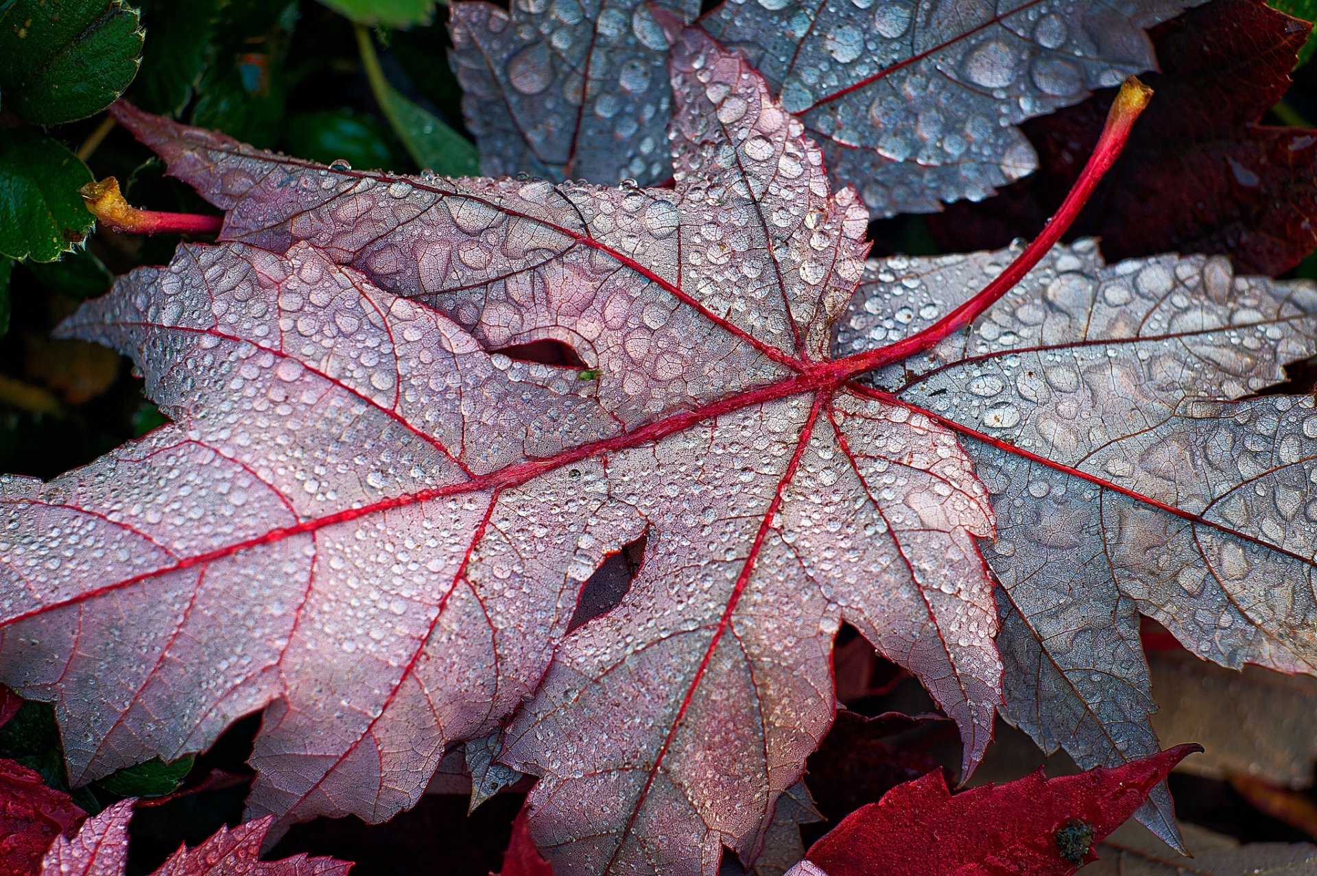 feuilles tombées automne érable gouttes rosée