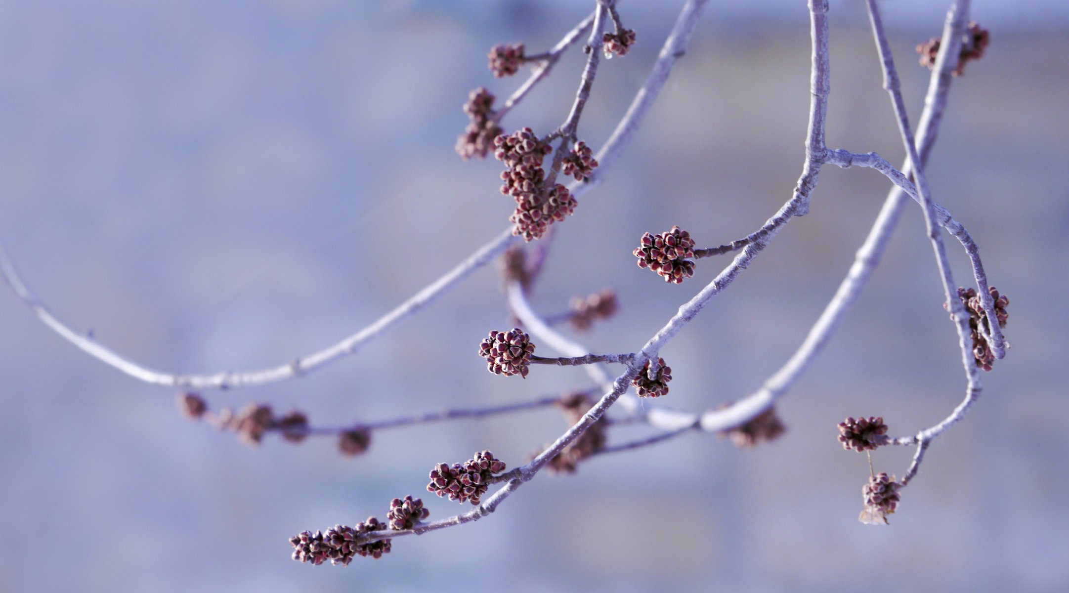 zweige knospen hintergrund bokeh