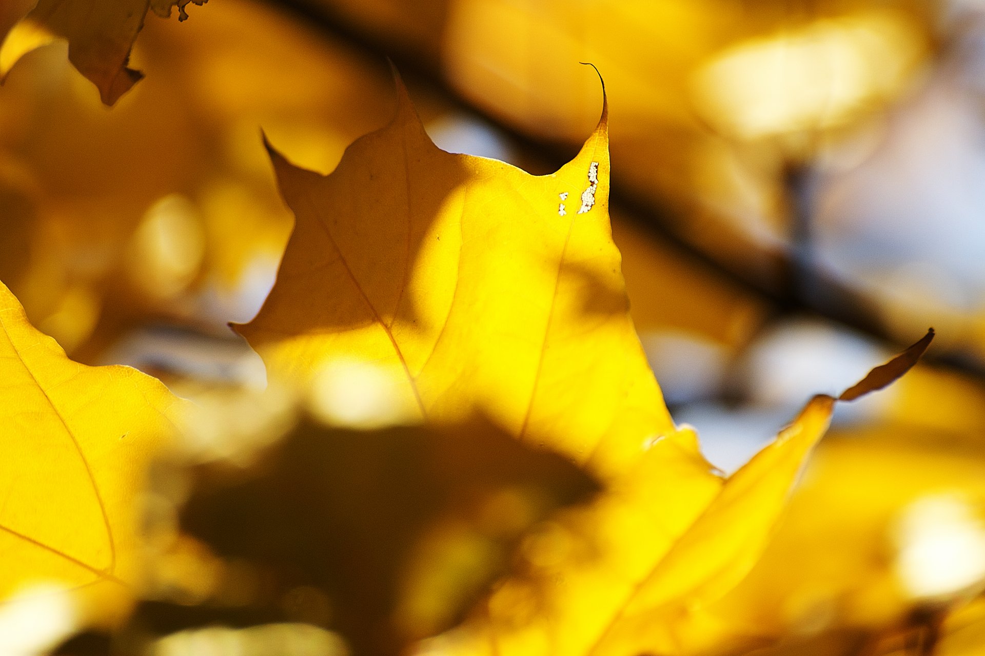 feuilles automne jaune érable soleil lumière veines