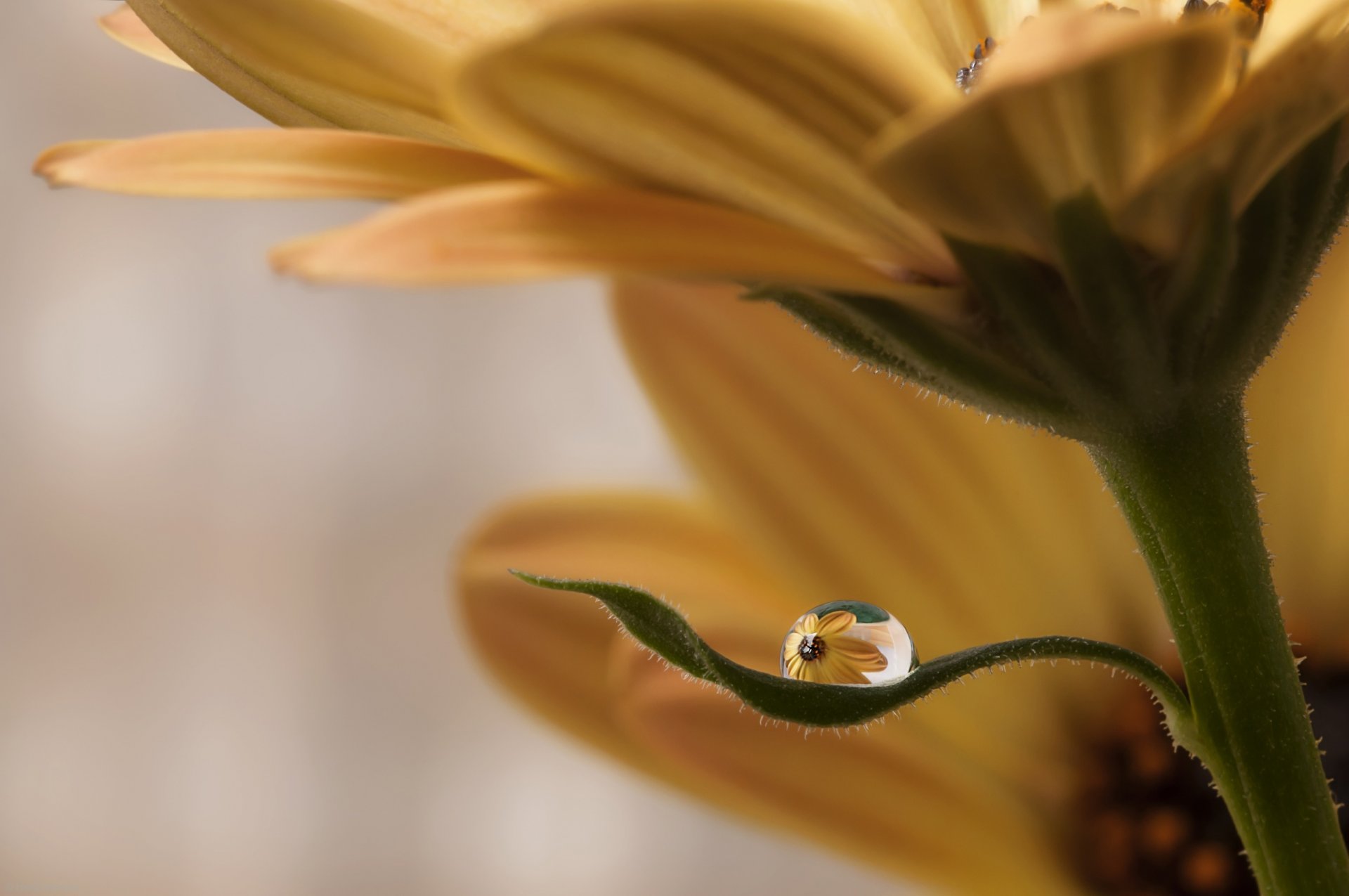 blume blatt tropfen