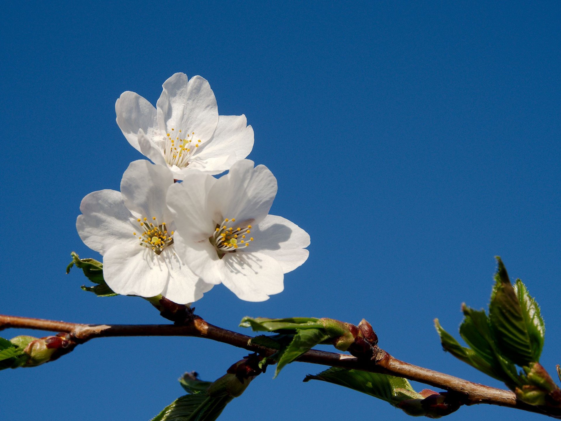 branche fleurs printemps arbre fruité ciel bleu