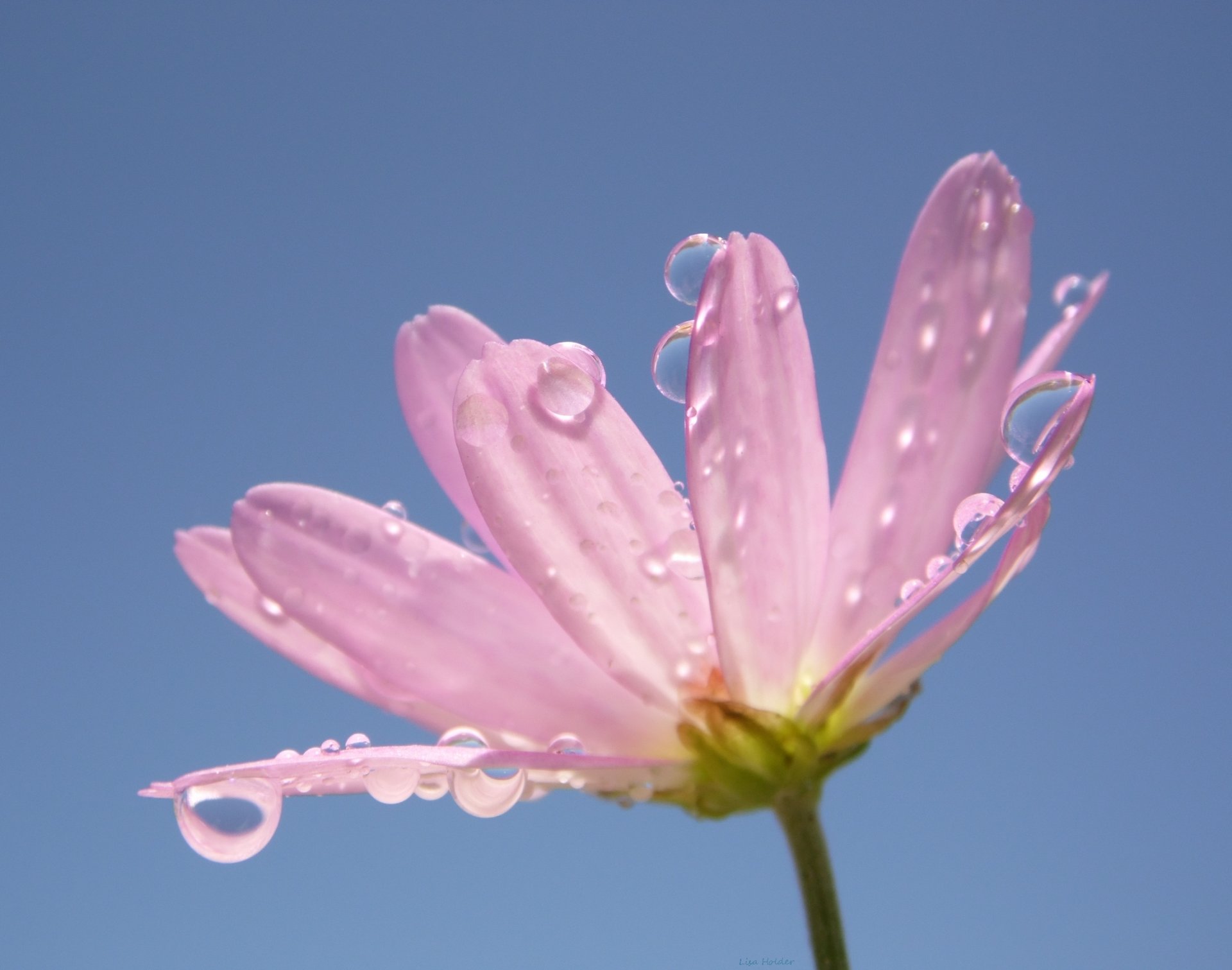 flower drops petal