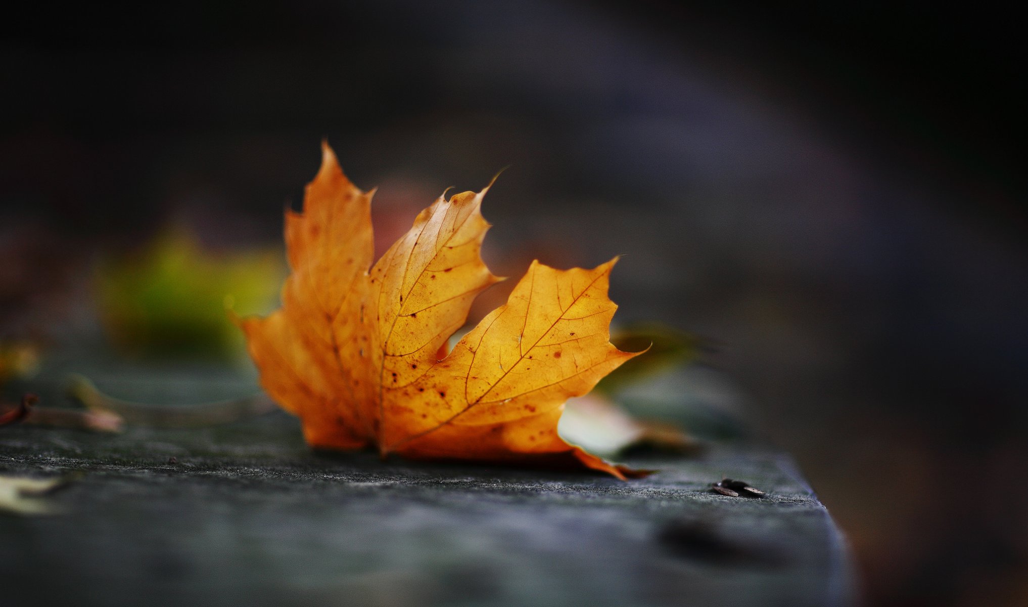 automne octobre feuille