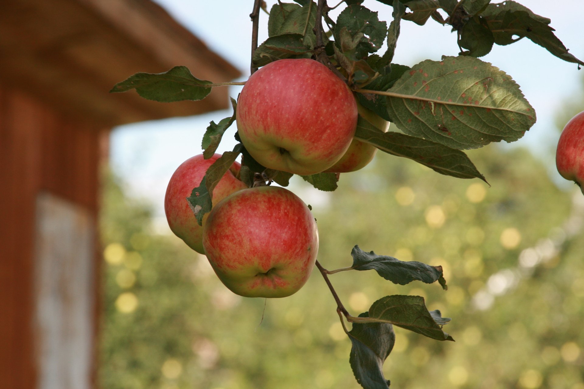 sfondo carta da parati macro natura melo mele ramo frutta giardino villaggio estate