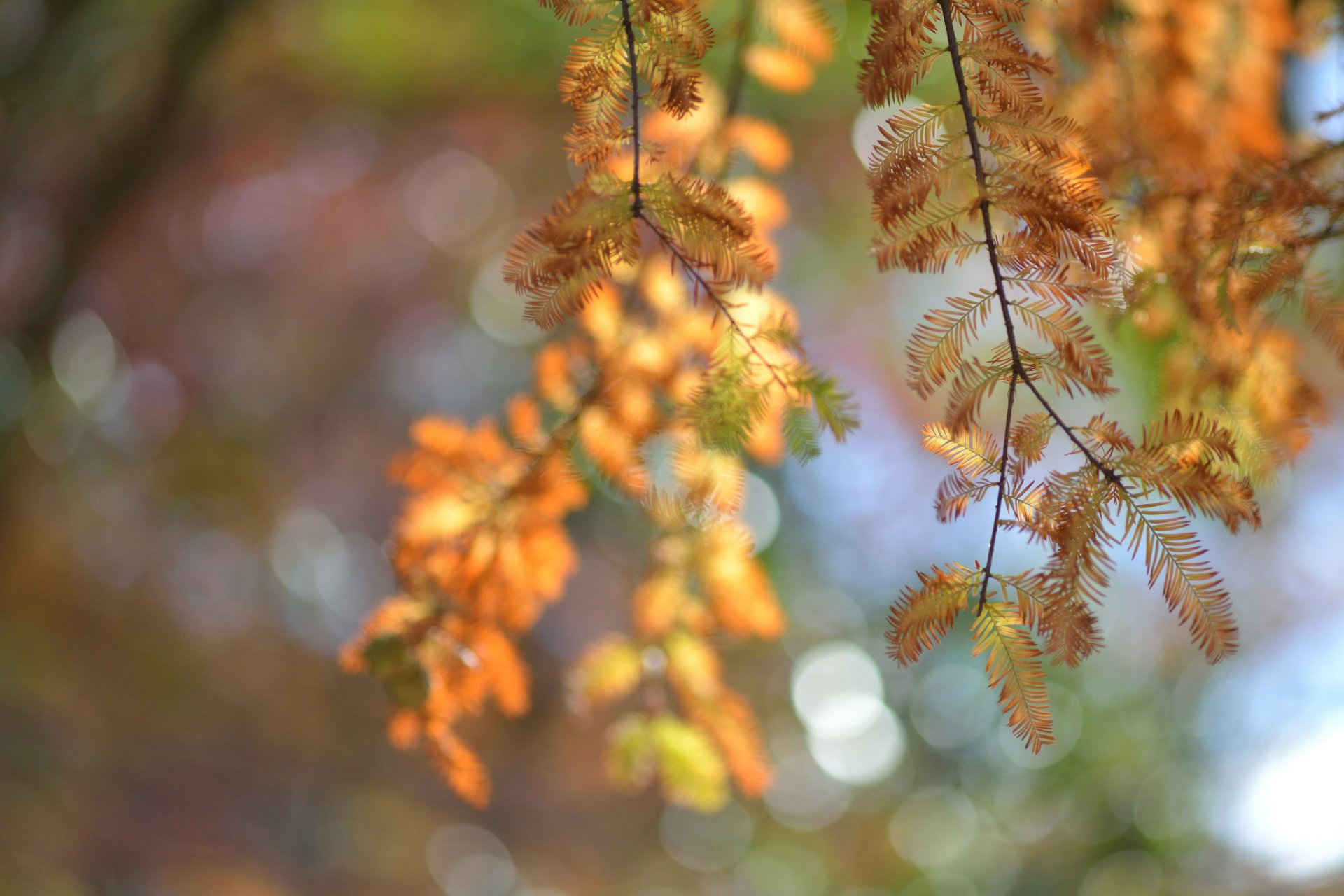 autunno albero aghi ramoscelli macro luci sfocatura